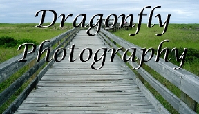 Dragonfly Photography